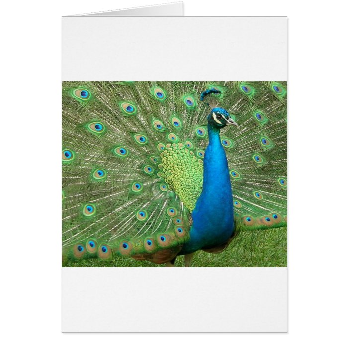 Peacock Strutting His Stuff Greeting Card