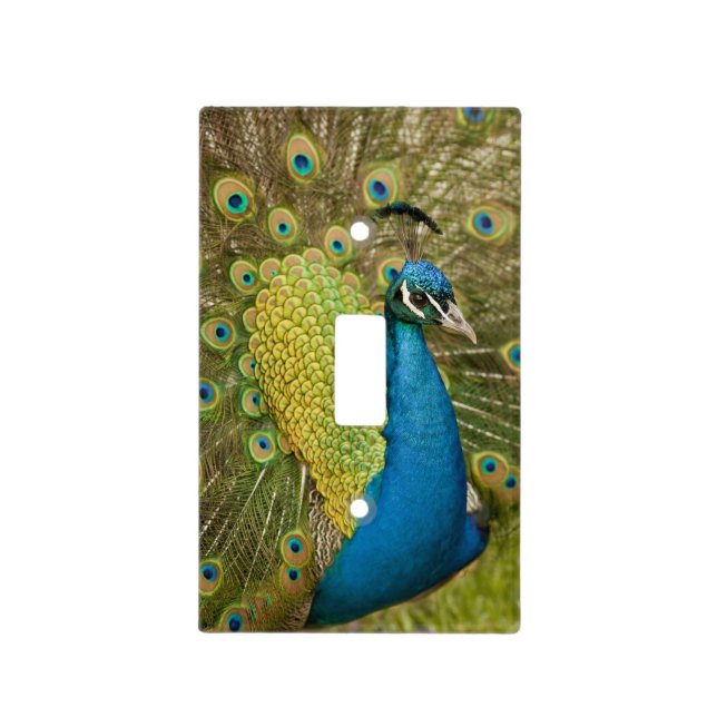 Peacock strutting light switch cover (Front)