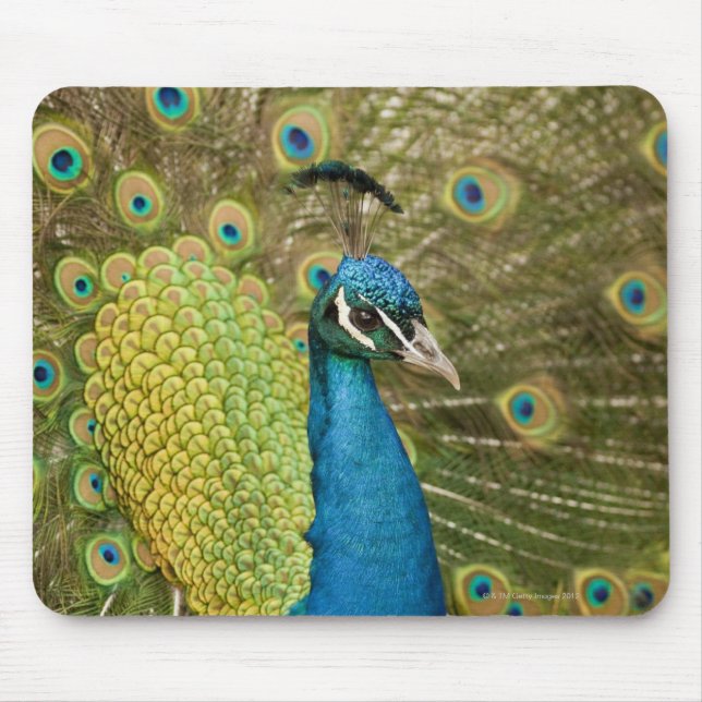Peacock strutting mouse pad (Front)