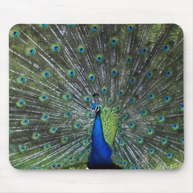 Peacock Strutting Mouse Pad (Front)