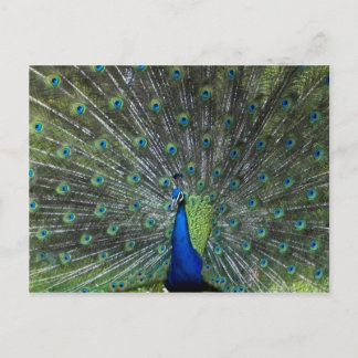 Peacock Strutting Postcard