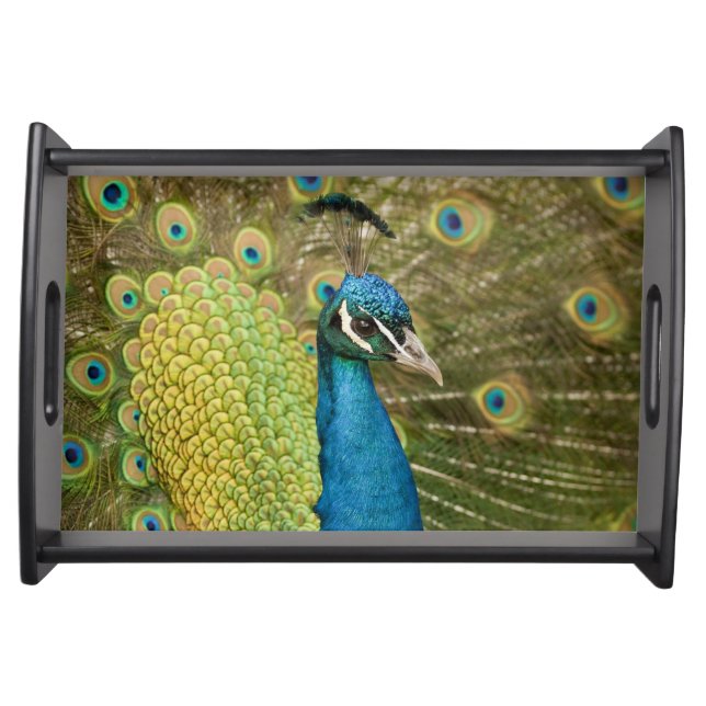 Peacock strutting serving tray (Front)