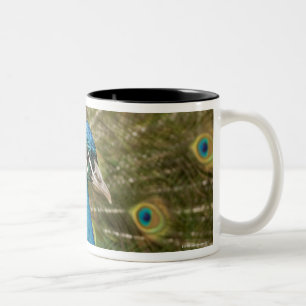 Peacock strutting Two-Tone coffee mug