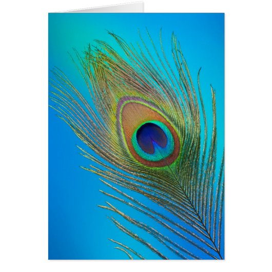 Peacock Tail Feather Cards (Front)