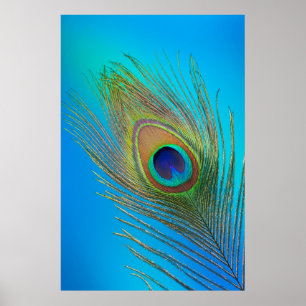 Peacock Tail Feather Poster