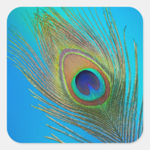 Peacock Tail Feather Square Sticker