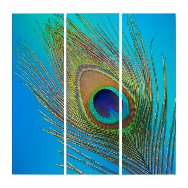Peacock Tail Feather Triptych (Front)