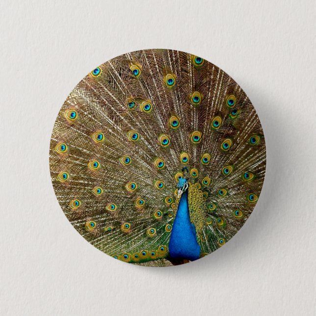 Peacock Tail Feathers Button (Front)