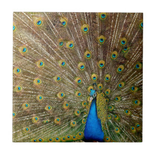 Peacock Tail Feathers Ceramic Tile
