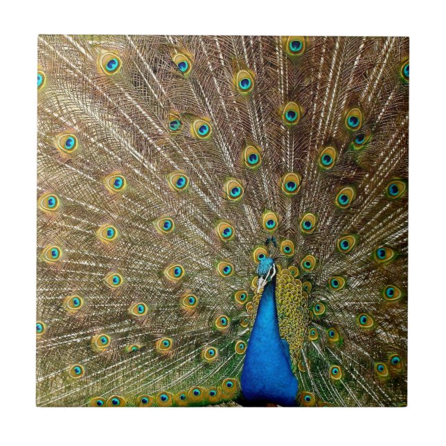 Peacock Tail Feathers Ceramic Tile (Front)