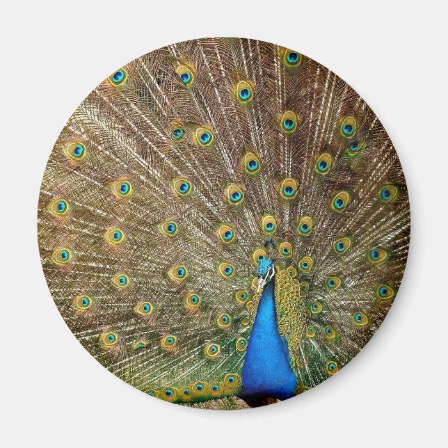 Peacock Tail Feathers Magnet (Front)