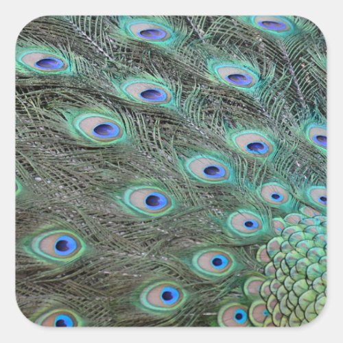 Peacock tail feathers square sticker