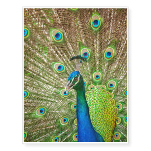 Peacock Temporary Tattoos