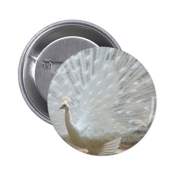 Peacock the animal kingdom 13289422 1024 768 Pinback Button