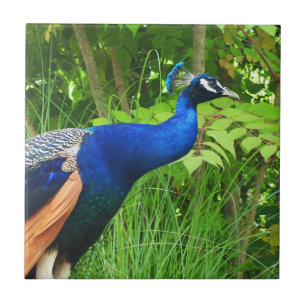 Peacock Tile