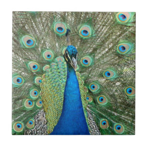 Peacock Tile