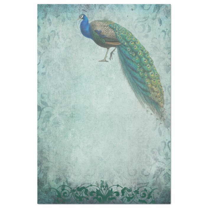 peacock wrapping paper