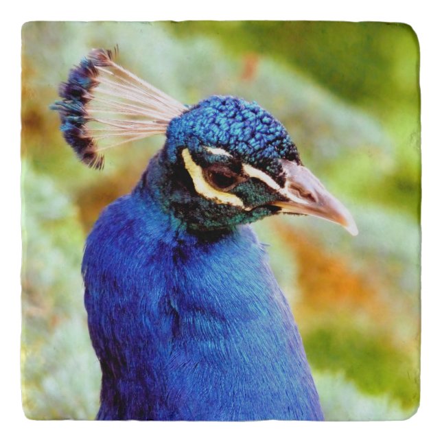 PEACOCK  TRIVET (Front)