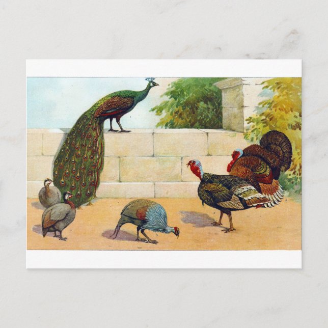 Peacock,Turkey, & Guinea Fowl Postcard (Front)