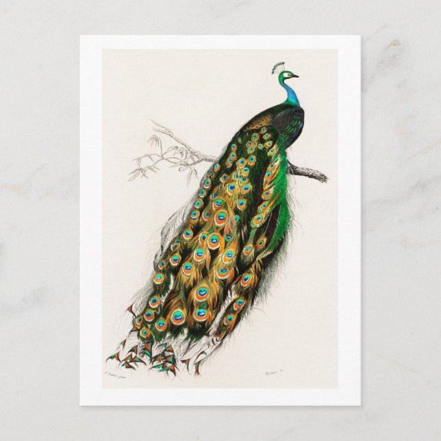 Peacock Vintage Art Illustration Postcard (Front)