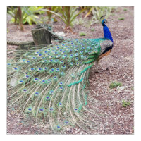Peacock wall art - live photo