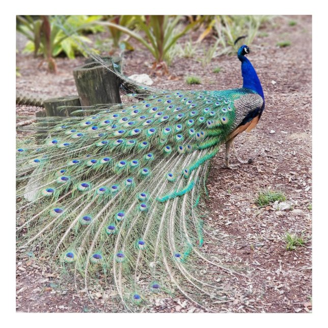 Peacock wall art - live photo (Front)