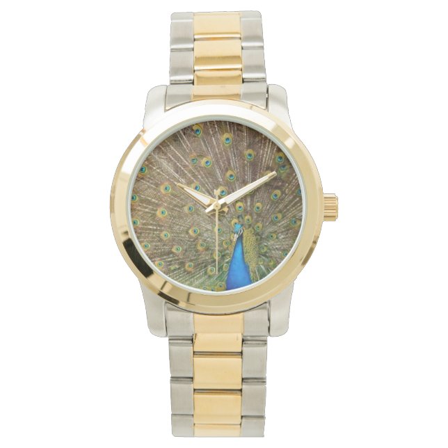 Peacock, watch, for sale ! watch (Front)
