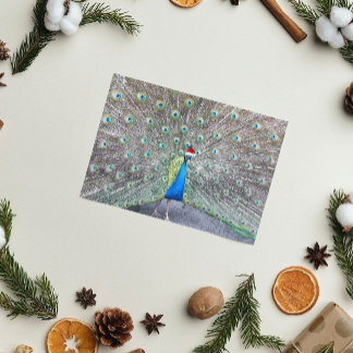 Peacock Wearing Red Santa Cap Funny Holiday Card
