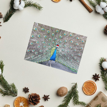 Peacock Wearing Santa Cap Funny Holiday Card by northwestphotos at Zazzle