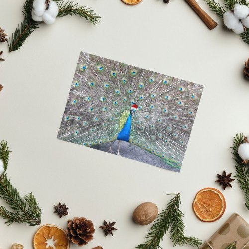 Peacock Wearing Santa Cap Funny Holiday Card