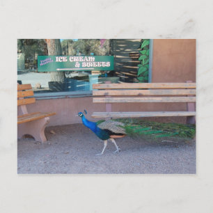 Peacock with a Sweet Tooth Postcard