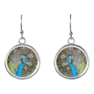 Peacock with Feathers Fanned - Wildlife Bird Photo Earrings