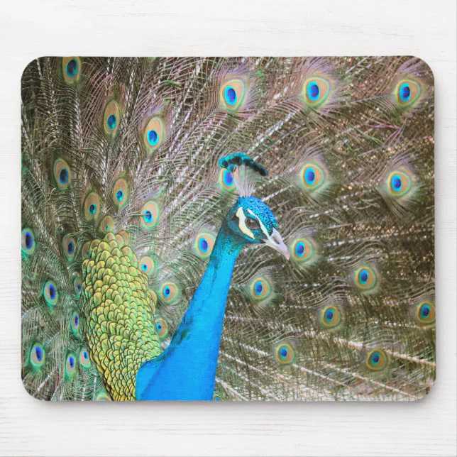 Peacock with Feathers Out - Male Bird - Photograph Mouse Pad | Zazzle