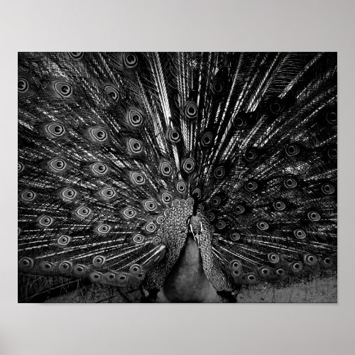 Peacock with tail spread poster