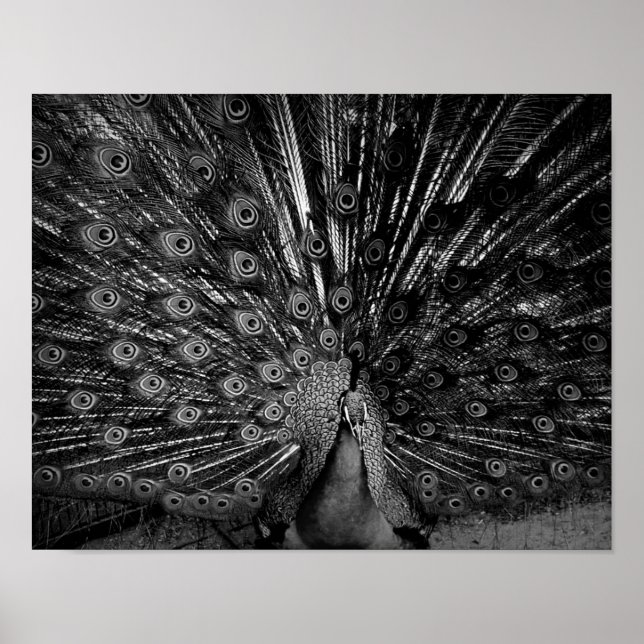 Peacock with tail spread poster (Front)