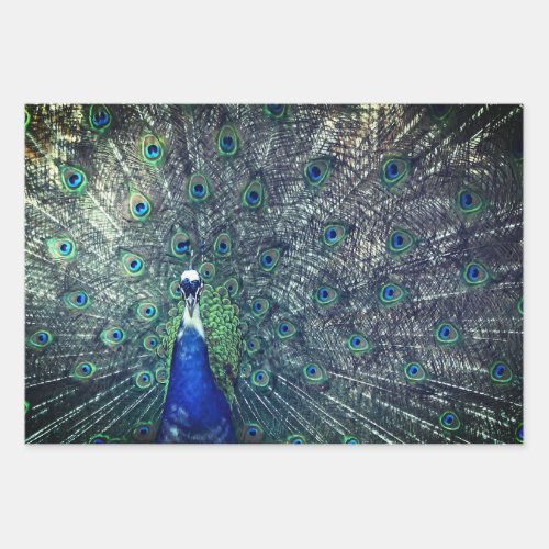 Peacock Wrapping Paper