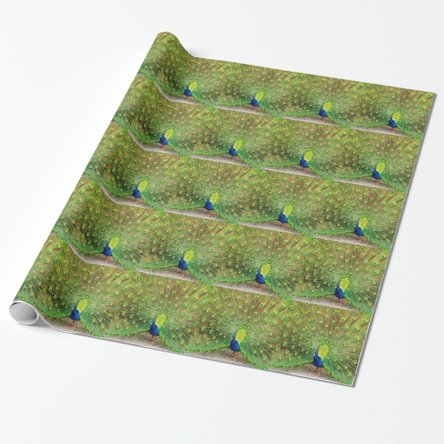Peacock Wrapping Paper (Unrolled)