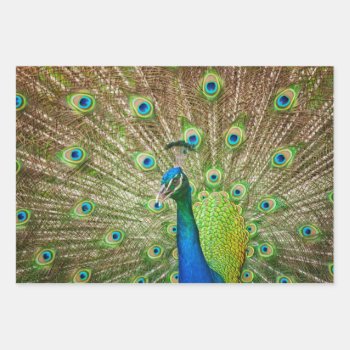 Peacock Wrapping Paper Sheets by PixLifeBirds at Zazzle