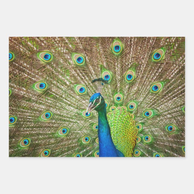 Peacock Wrapping Paper Sheets (Front)