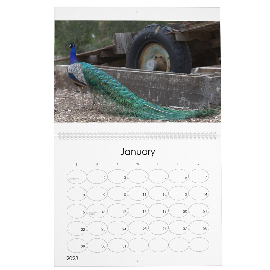 Peacocks Calendar Zazzle