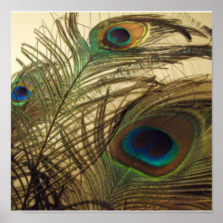 Peacocks feathers poster