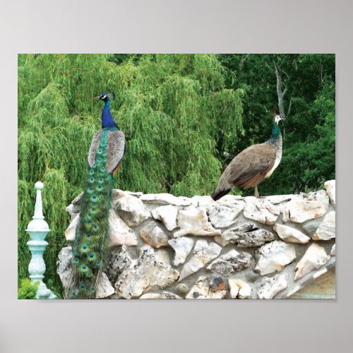 Peacocks in a garden Photo Poster Paper