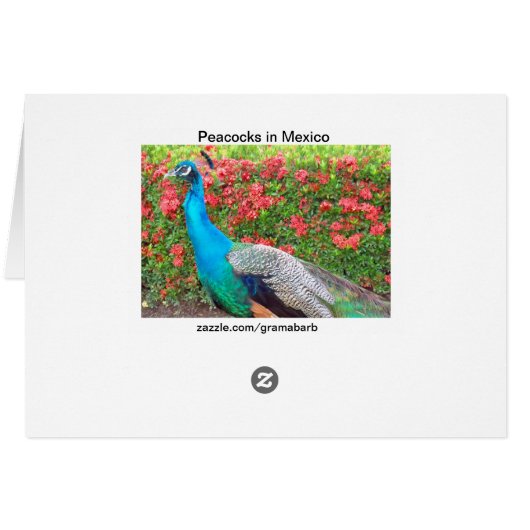 Peacocks in Mexico (Back Horizontal)