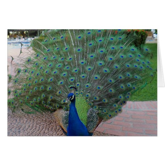 Peacocks in Mexico Cards (Front Horizontal)