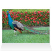 Peacocks in Mexico Cards (Inside Horizontal (Top))