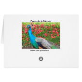Peacocks in Mexico Cards (Back Horizontal)