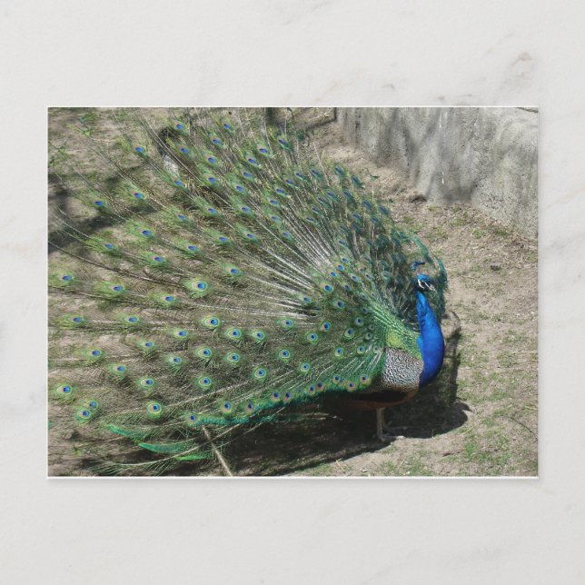 Peacocks Postcard (Front)