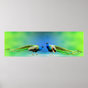 Peacocks Poster