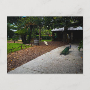 Peacocks Roaming at Fountain of Youth  Postcard