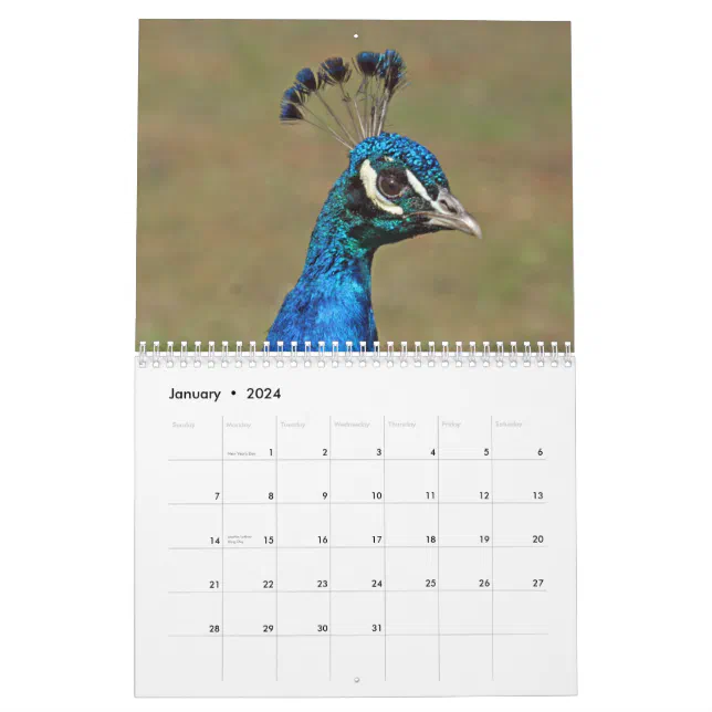 Peacocks Wall Calendar Zazzle